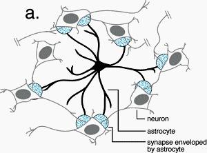 Neuron-glia connections