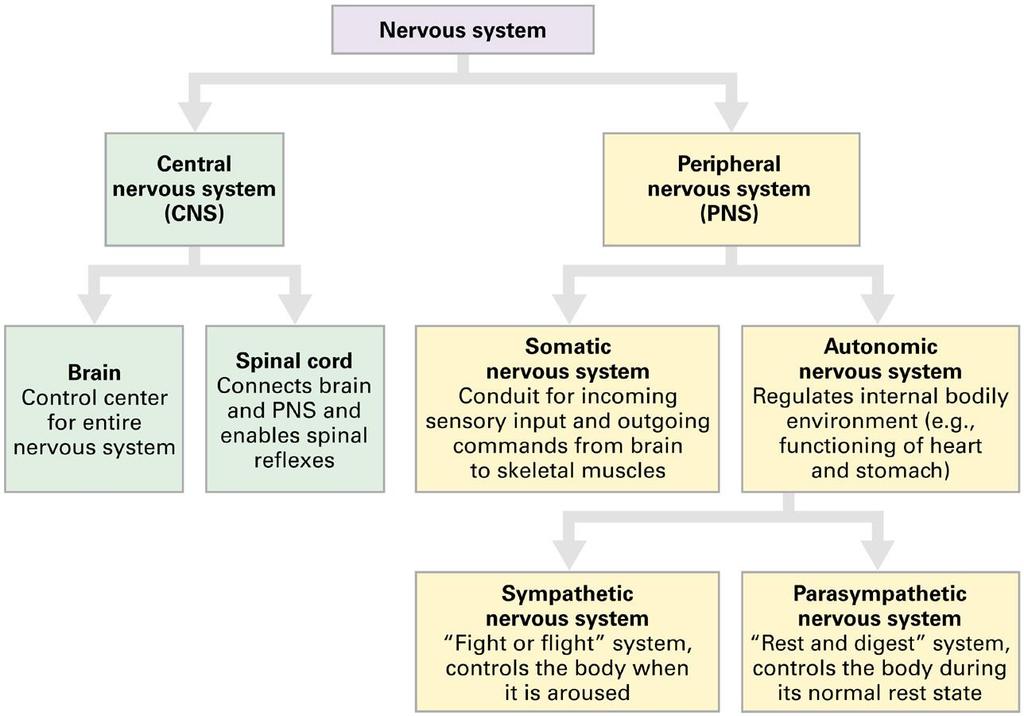 Nervous System Subdivisions!