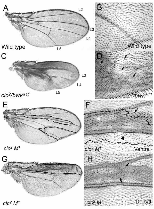 996 F. Roch, G. Jiménez and J. Casanova Fig. 2. Mutations in cic cause the development of ectopic veins. (A,B) Wild-type and cic 2 /bwk 11 (C,D) adult wings showing the L2-L5 longitudinal veins.