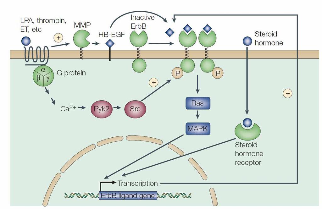 Crosstalk between the ErbB network and other signalling pathways G-protein-coupled receptors (GPCRs) can have positive effects on ErbB signalling through two mechanisms. 1.