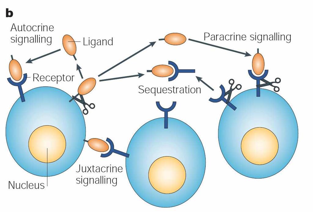 for autocrine stimulation or to reach a receptor at a distance and to participate in paracrine signalling, a membrane-anchored ligand must be shed receptors might also be shed, which could result in