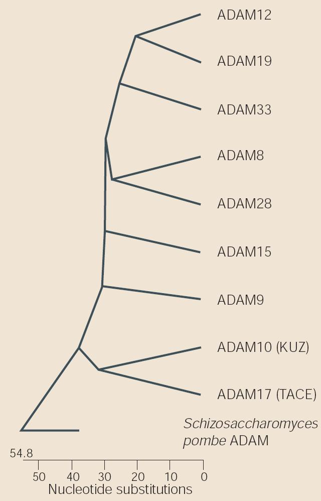 ADAM1-ADAM2: the two subunits of the heterodimeric protein fertilin (the first ADAMs to be recognized) many ADAMs (>33) have been identified in various species, including Schizosaccharomyces pombe