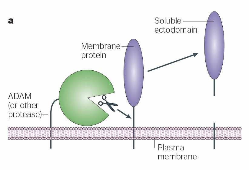 Protein ectodomain shedding protein ectodomain shedding = the proteolytic release of the ectodomain of a membrane protein that is usually triggered by a cut adjacent to the plasma membrane ectodomain