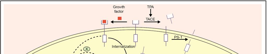 Regulated Intramembrane Proteolysis RIP INTRACRINE SIGNALING Wiley, H. S. et al.