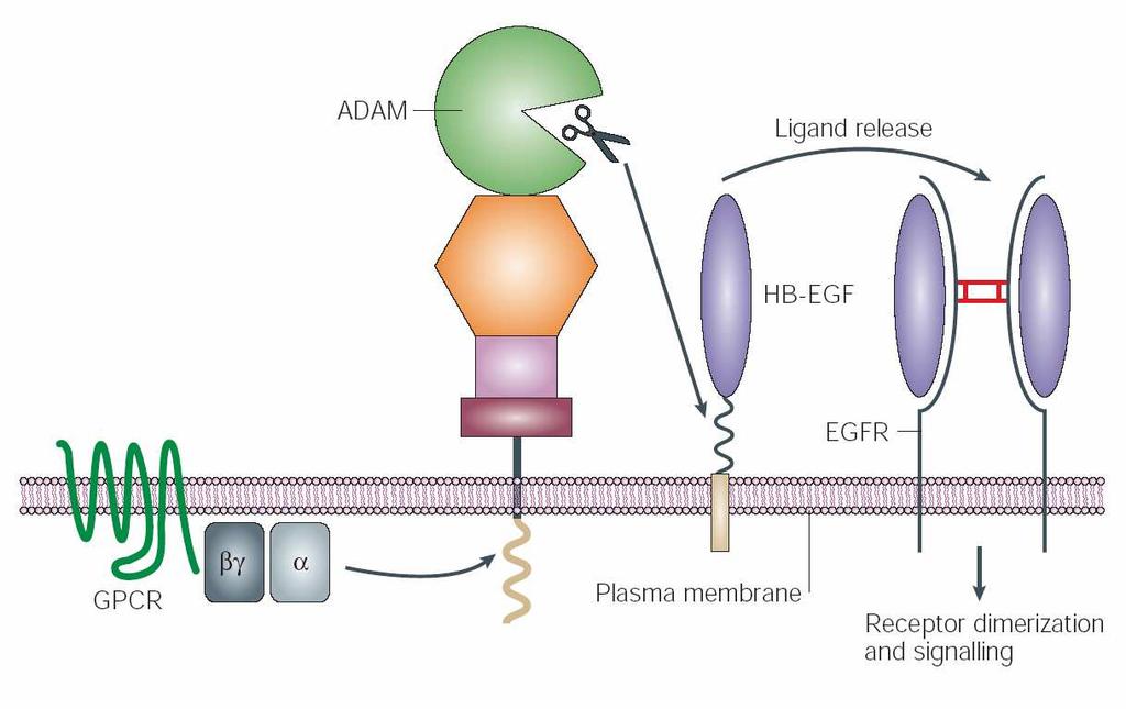 Crosstalk between GPCRs and EGFR triple-membrane-passing signal - TMPS evaluation of the role of ADAM proteins in the crosstalk that occurs between G-protein-coupled receptors (GPCRs) and the
