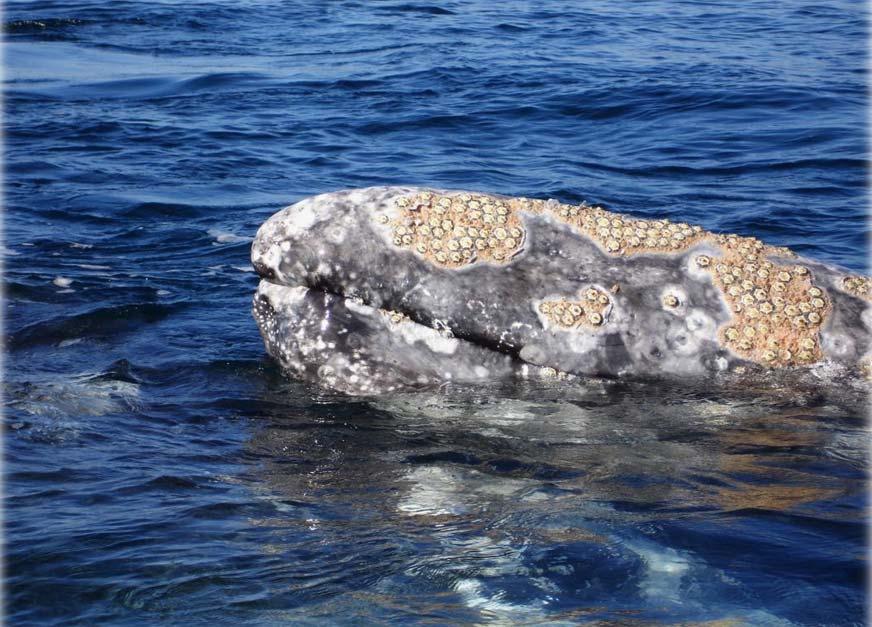 Barnacles and Whales Mutualism? Commensalism? Or Parasitism? Barnacles need a place to anchor.