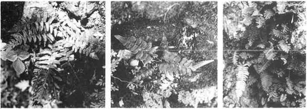 (Fig. 14). Thelypteris tetragona (Sw.) Small var. tetragona. Base of walls in grounds of Golden Rock, c.900 feet, 1988 and 1990, 116(BM); 120(NMW.V91.115.26).