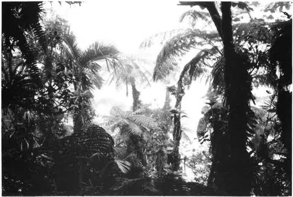 88 FERN GAZETTE: VOLUME 14 PART 3 (1992) FGURE 3. Cyathea arborea dominating the elfin forest at the summit. SPECES LST Most determinations have been confirmed by Dr Dennis Adams.