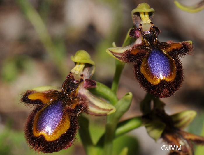 Plant of the day! Ophrys in Europe, 9 ge