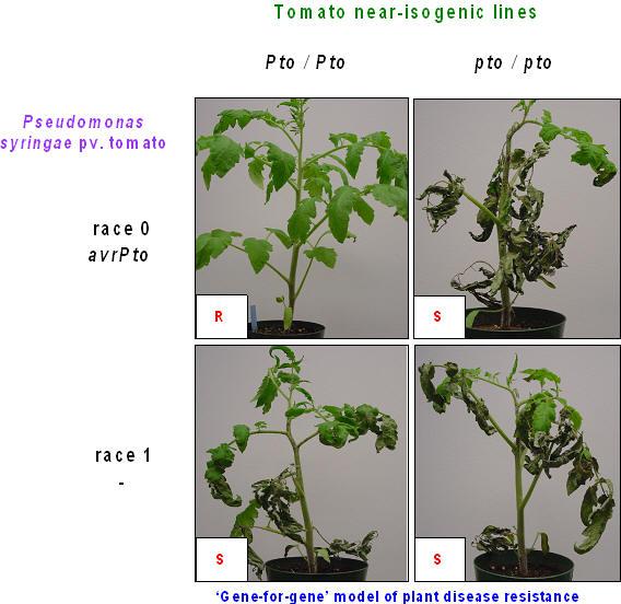 Effector genes (E) of pathogens suppress host plant defenses Antagonistic interactions: host