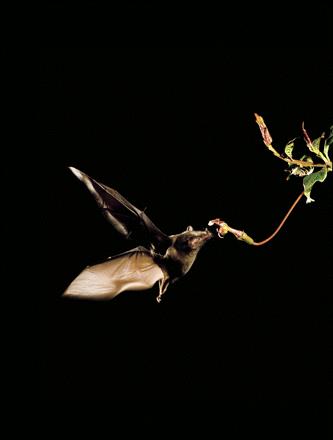 Antagonistic interactions: competition Bats visit Burmeistera spp.