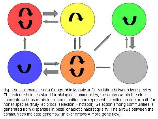 Geographic mosaic theory Interactions coevolve as constantly changing geographic mosaics Coevolution is prominent in some areas (coevolutionary hotspots)