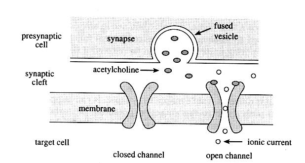 CPSC 565 - Winter 2003 - Emergent Computing 9 Signals flow from one cell to another in a well-defined manner. Figure 4.
