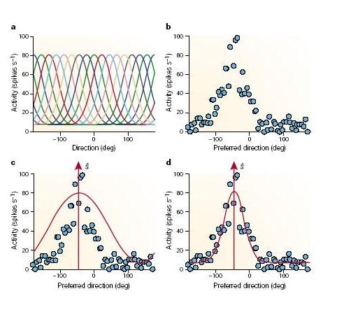 Figure 4.4: a) Tuning curves for a population of neurons. The tuning curves define the sensitivity for each neuron in the population to a perceived direction.