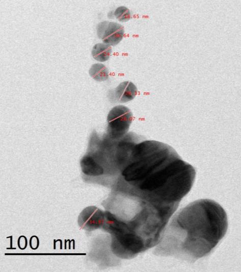 851 Fig. 4: TEM image of biogenic silver nanoparticles 3.