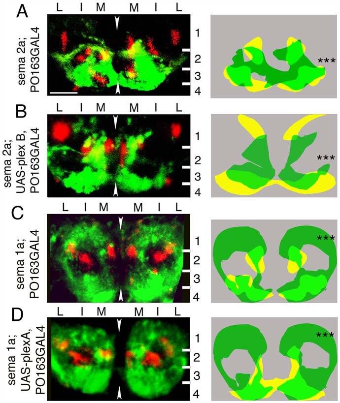 Figure 3. sema 2a and sema 1a mutations suppress the phenotypes of Plex B and Plex A overexpression in sensory neurons.