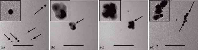 160 S Newase and A V Bankar Figure 4. Transmission electron micrographs (TEM) of (a) AuNPs,(b) AgNPs and(c) Ag Au nanocomposite. Inset bar represents 100 nm. Figure 5.