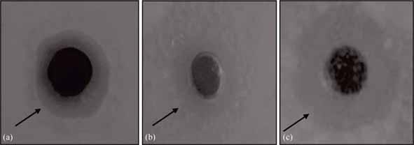 Ag Au nanocomposite and its anti-biofilm efficacy 161 Figure 6.