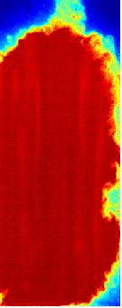 flame under near blowoff conditions (φ =0.