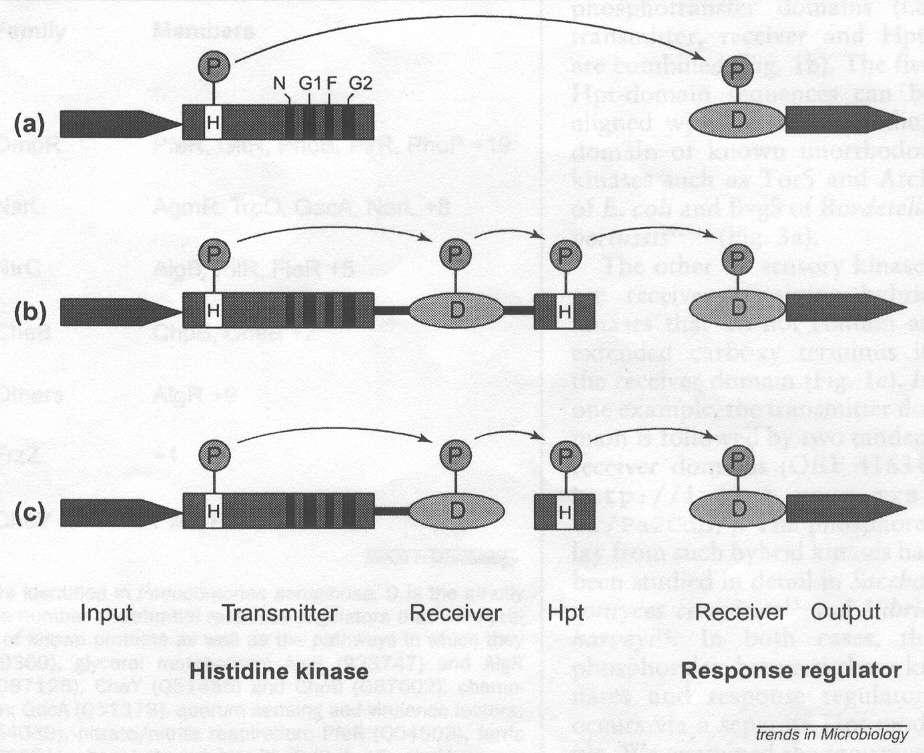 His-Asp phosphotransfer signaling between sensor kinase and response regulator (a) Classical