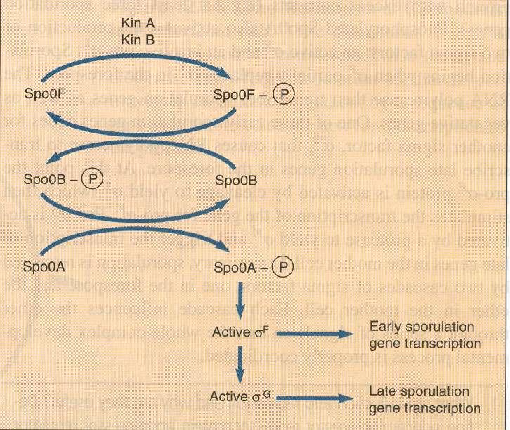 Sporulation control in Bacillus subtilis Phosporylated SpoOA also negatively controls transcription of abrb, which encodesa repressor of spooh.