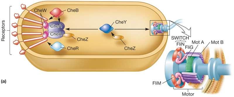 The methyl-accepting chemotaxis protein (MCPs) form