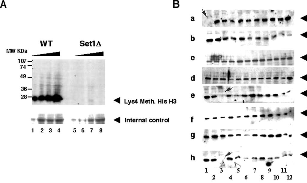 Deletion cassette can be made in a PCR kan R PCR 40 bp 40 bp kan R YFG kan R Surveying the S.cerevisiae genome for genes required for methylation of lysine 4 of histone H3. Dover J et al. J. Biol.