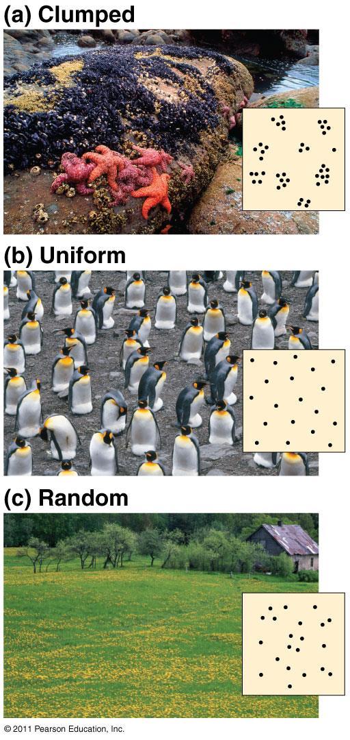 Patterns of Dispersal: 1. Clumped most common; near required resource 2.