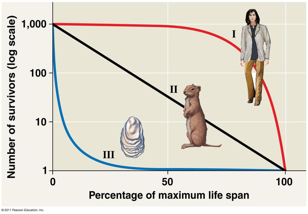 Survivorship Curve: represent # individuals alive at each age Type I: low death rate early in life
