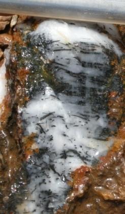 quartz-feldspar porphyries observed Quartz tourmaline Veining
