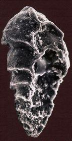 Foraminifera CaC