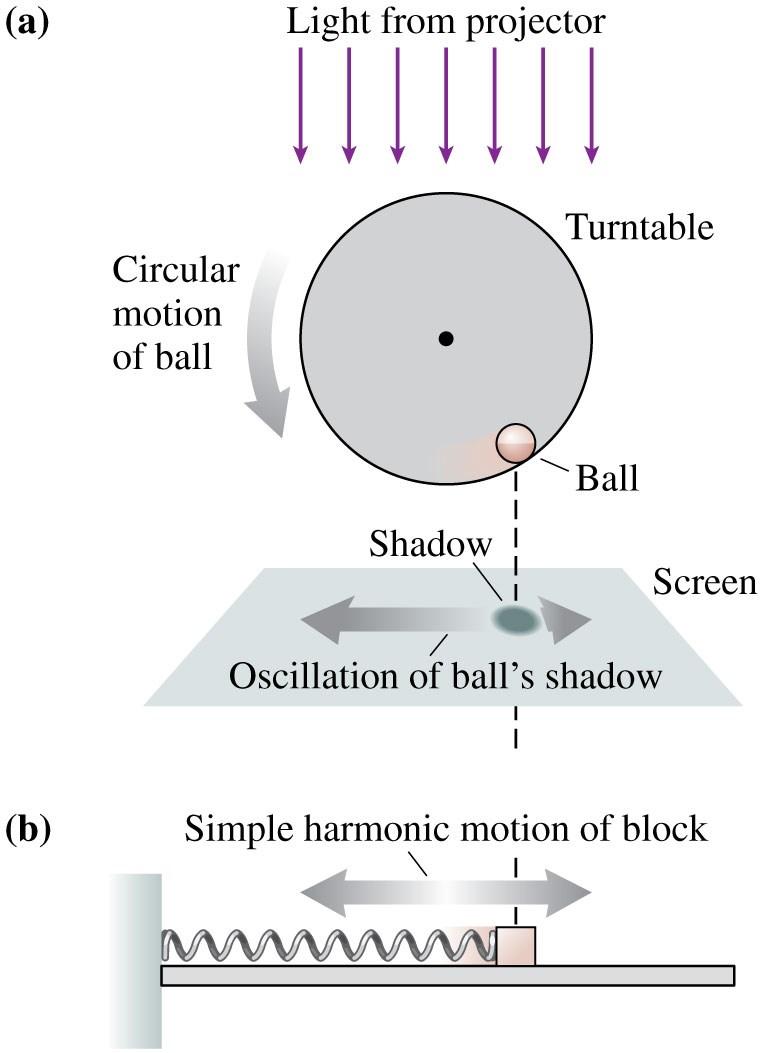 Simple Harmonic Motion and Circular Motion Figure (a) shows a shadow movie of a ball made by projecting a light past the ball and onto a screen.