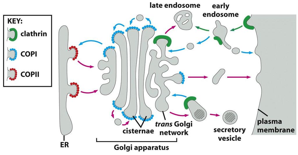 Coat protein complexes * retromer COPII exit from the endoplasmic reticulum COPI return to the endoplasmic reticulum, integrity of the Golgi complex clathrin* exit from