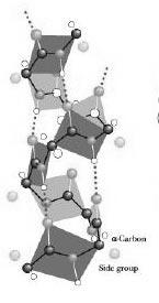 Secondary structures: local structures stabilized by hydrogen bonds How to tell a left- vs.