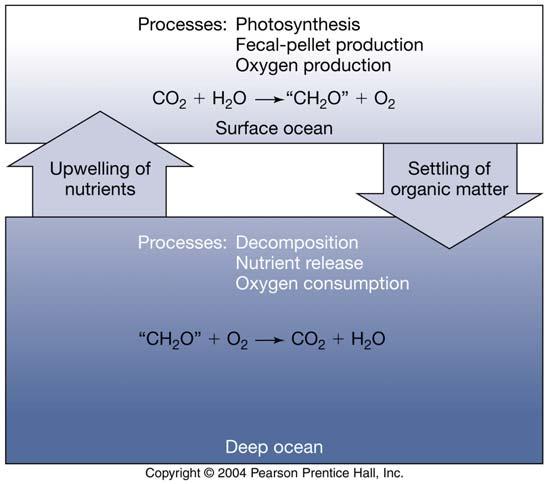 Marine Organic Carbon Cycle Biological pump