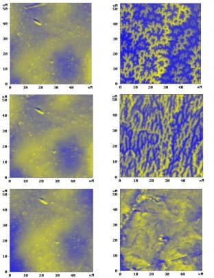Magnetic phase transition in cobalt Topography (left column) and corresponding MFM images (right) of the cobalt