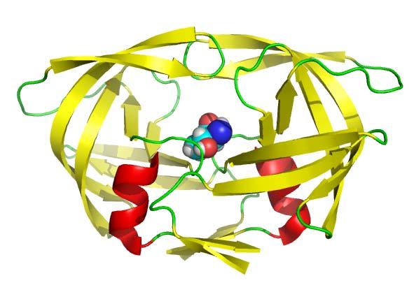 Molecular Dynamics Protein Rigidity, Protein Flexibility Binding Site / Ligand