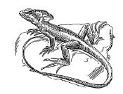 (S)* 11. The picture below shows a Common Basilisk. It is a lizard which lives near rivers and streams.