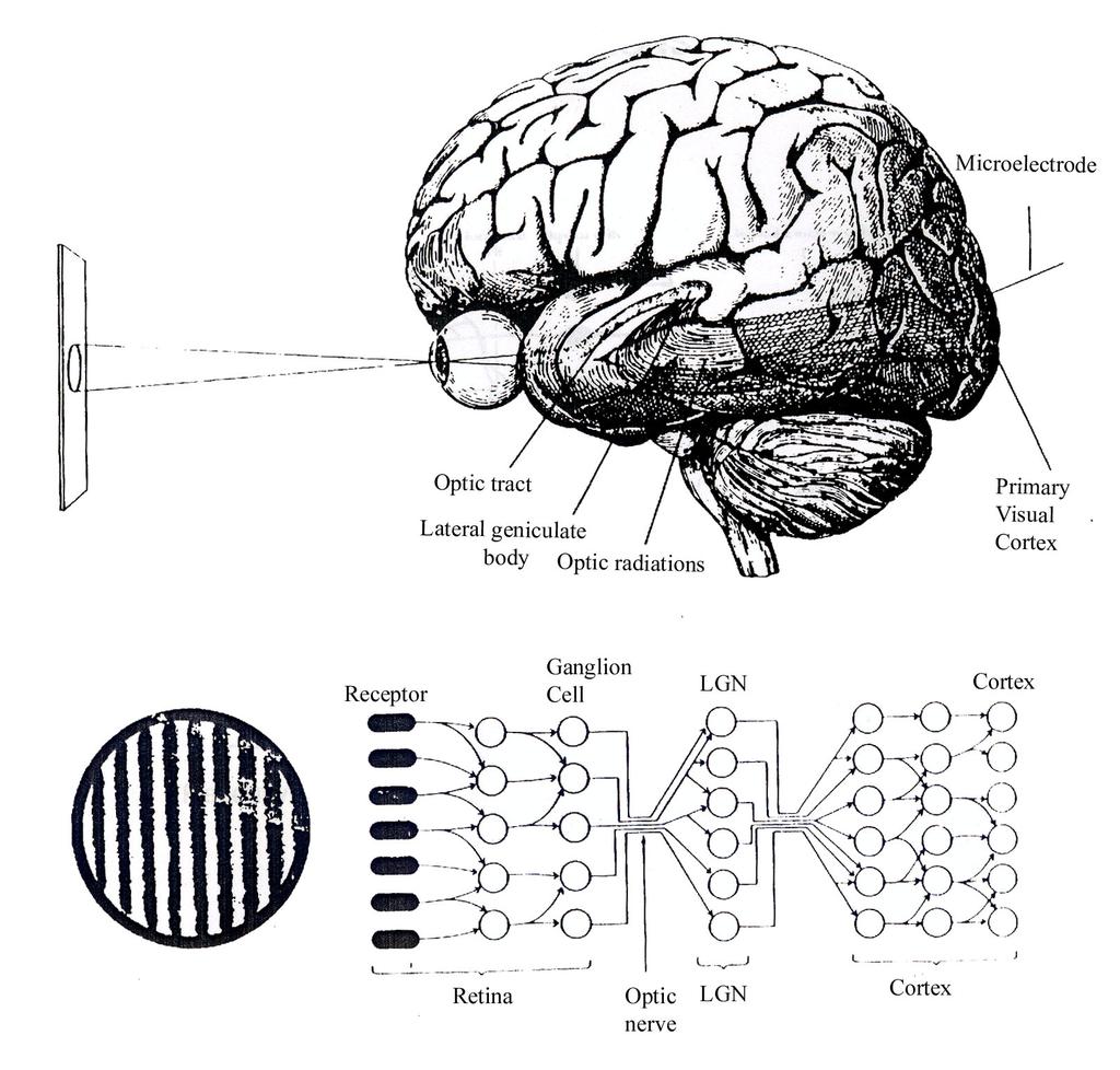 Neural Basis of Visual Perception Neural Detectors & Network Dorsal Stream of the Extrastriate Visual Areas Primary Visual Cortex