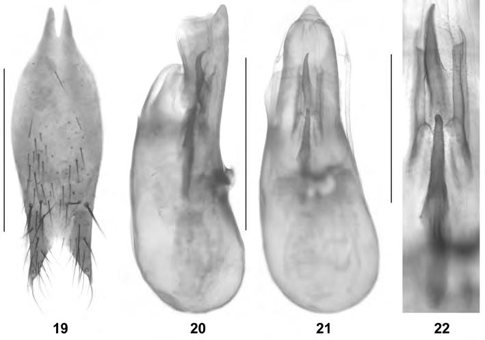 1246 Figs 19-22: Othius auster nov.sp.: (19) male sternite IX; (20-21) aedeagus in lateral and in ventral view; (22) internal structures of aedeagus in ventral view. Scale bars: 19-21: 1.0 mm; 22: 0.