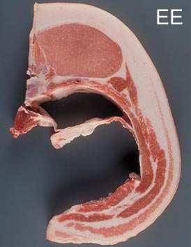 was measured in LD, last rib, the glycolytic ham muscle Gluteus medius (GM) and the oxidative ham muscle Gluteus