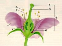 Page 3 10 After fertilization, the ovule of a flower develops into and the ovary becomes.