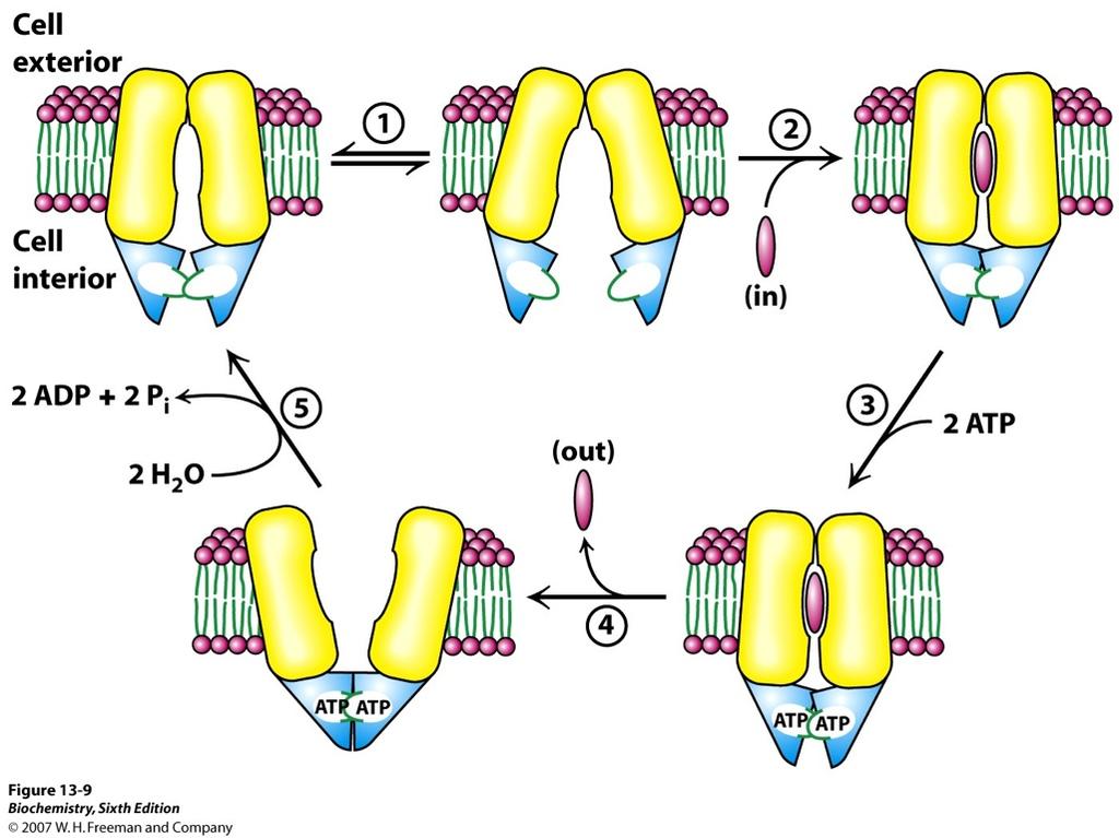 3   lipid transporter (Vibrio cholera) 4   5