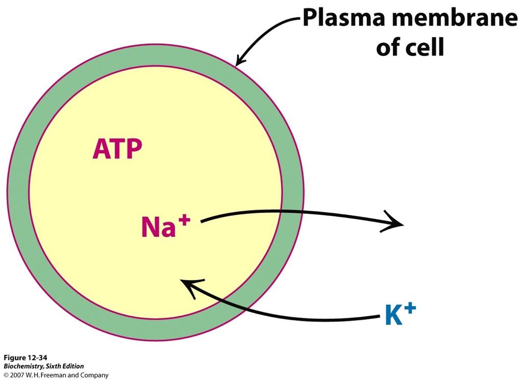 Cassette Transporters Conformational changes are coupled to ATP hydrolysis 11 P-type ATPases Na + /K + ATPase Pumps 3 Na + out while