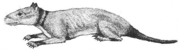 Hyopsodus, an Eocene condylarth mammal Group, Kin,
