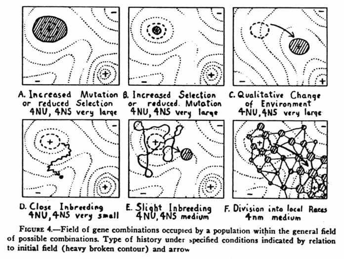 Sewall Wright s (1932) adaptive peaks Group, Kin,