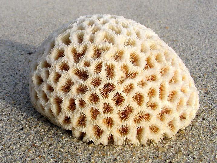 CHEMICAL SEDIMENTARY ROCKS Corals are an example of
