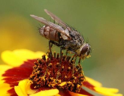 Flies flies can be effective pollinators and are especially important in arctic and alpine