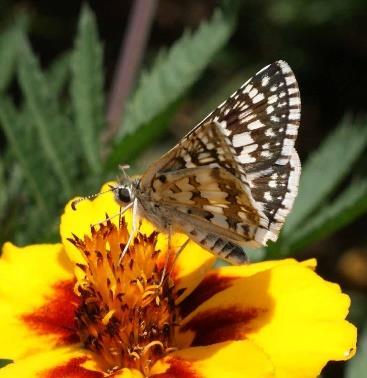Butterflies, Skippers & Moths these utilize nectar as a food source and sip it through a