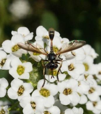 and tachinid flies and